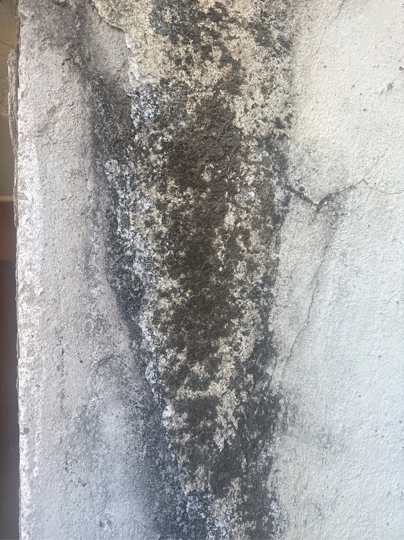 Schwarzkopfameise — Bild 4