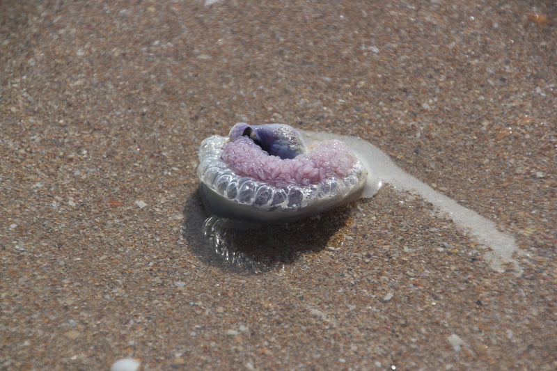 Segelqualle — Bild 1