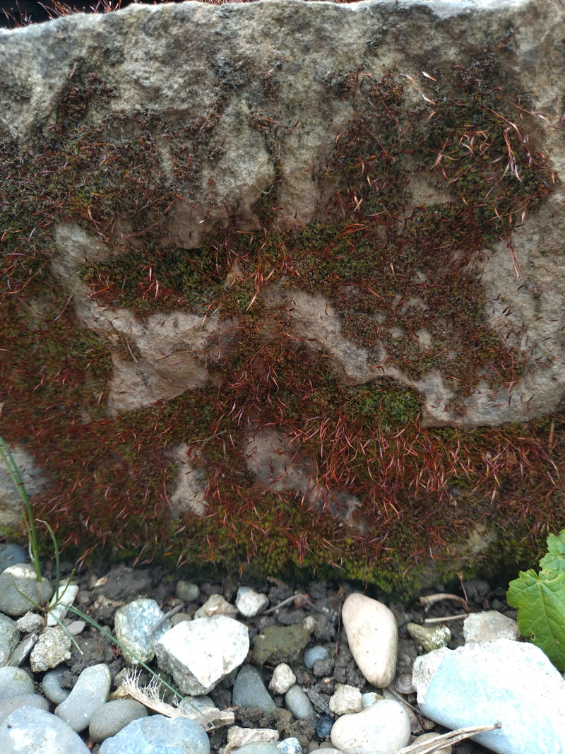 Silbermoos — Bild 4