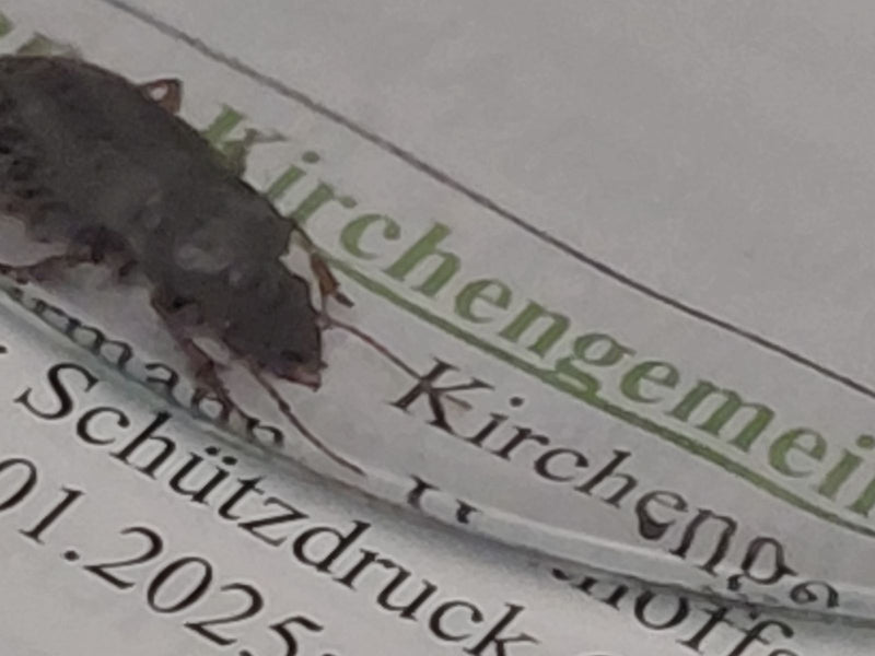 Silberfischchen — Bild 5