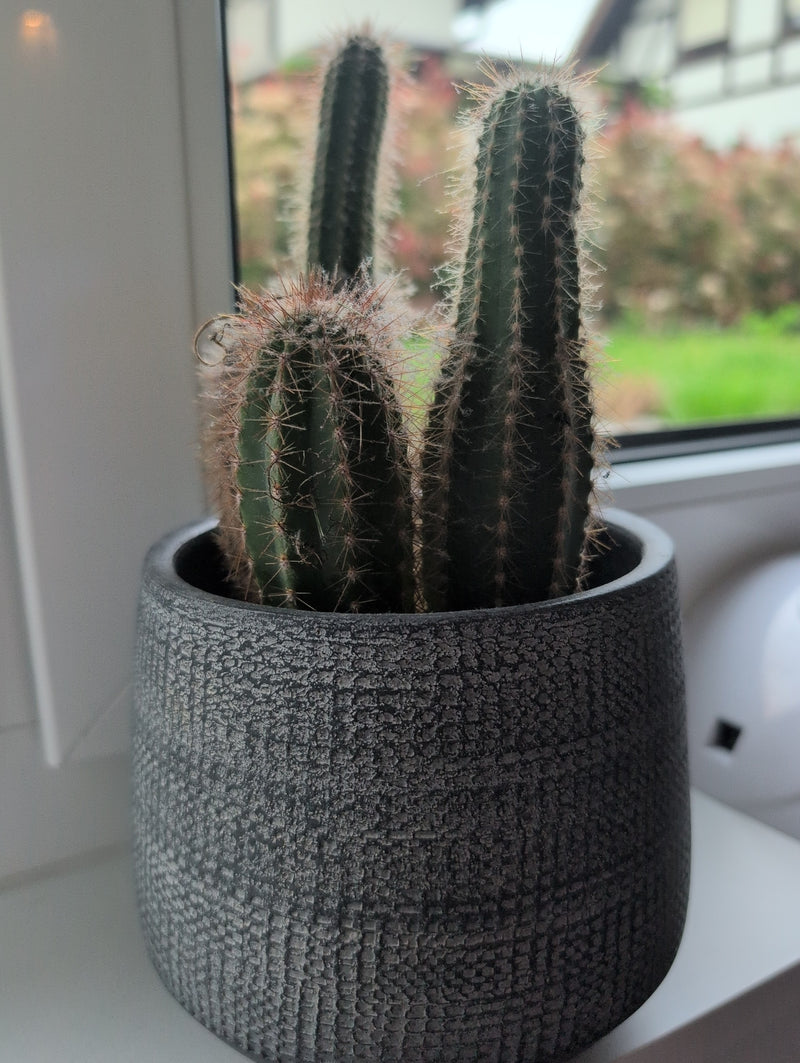 Silberkerzen-Kaktus — Bild 4