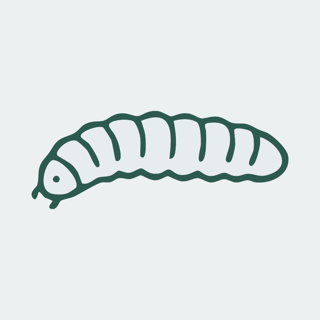 Holzwurm