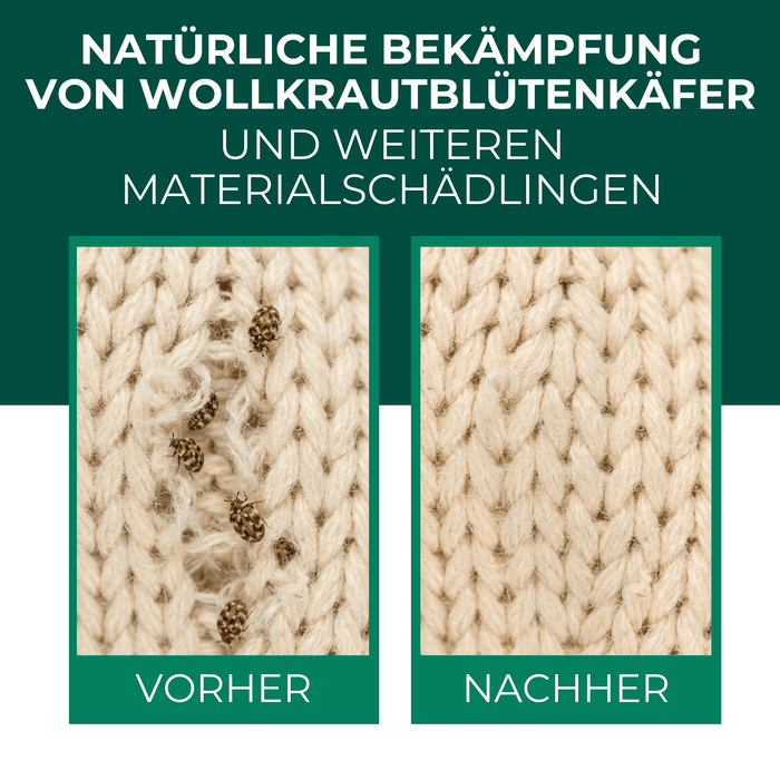 Silberkraft Lagerpiraten gegen Wollkrautbltenkfer Produkt Bilder