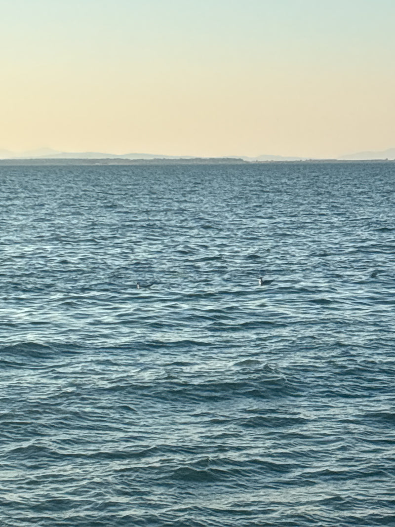 Auf dem bewegten Wasser schwimmen zwei kleine, weit entfernte Vögel. Im Hintergrund ist ein flacher Horizont zu sehen.