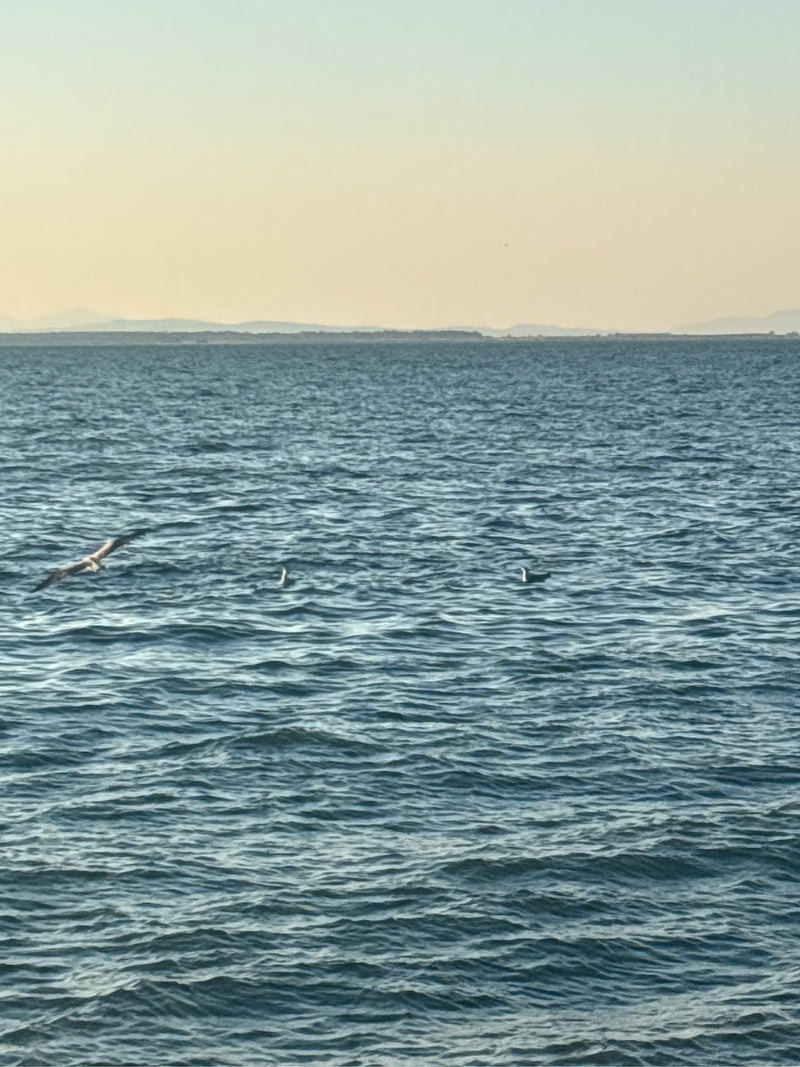 Mehrere Silbermöwen befinden sich auf und über der Wasserfläche eines Meeres oder Sees. Eine Möwe fliegt knapp über den Wellen, während andere auf dem Wasser...
