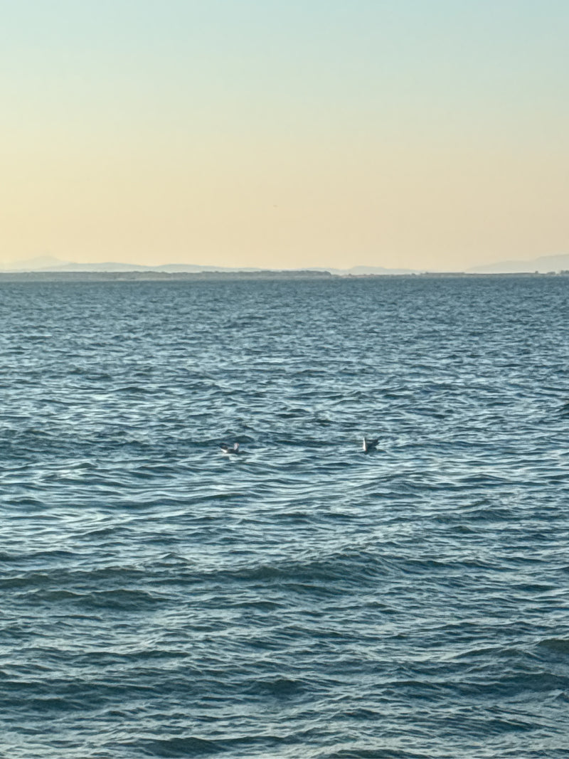 Zwei kleine Vögel schwimmen auf dem offenen Wasser vor einem entfernten Horizont. Das Motiv ist sehr weit entfernt.