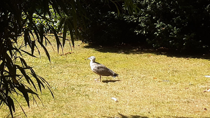 Eine juvenile Silbermöwe steht im Profil auf einer sonnigen Wiese. Im Vordergrund rahmen Bambusblätter das Bild ein.