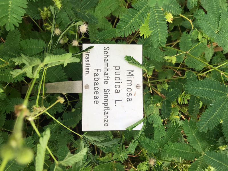 Auf der Aufnahme ist die Schamhafte Sinnpflanze (Mimosa pudica) mit ihren charakteristischen gefiederten Blättern und kleinen Blüten in einer Beetumgebung zu...