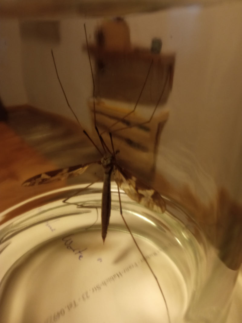 Skript-Schnake — Bild 2