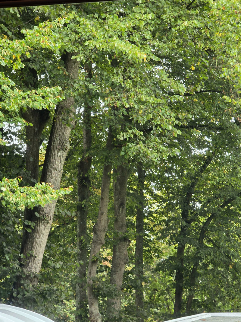 Auf dem Bild ist ein stattlicher Lindenbaum mit markanten Stämmen und dichter grüner Blätterkrone zu sehen.