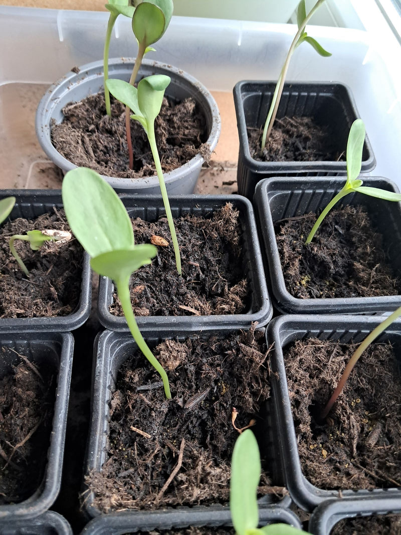 Sonnenblumen — Bild 4