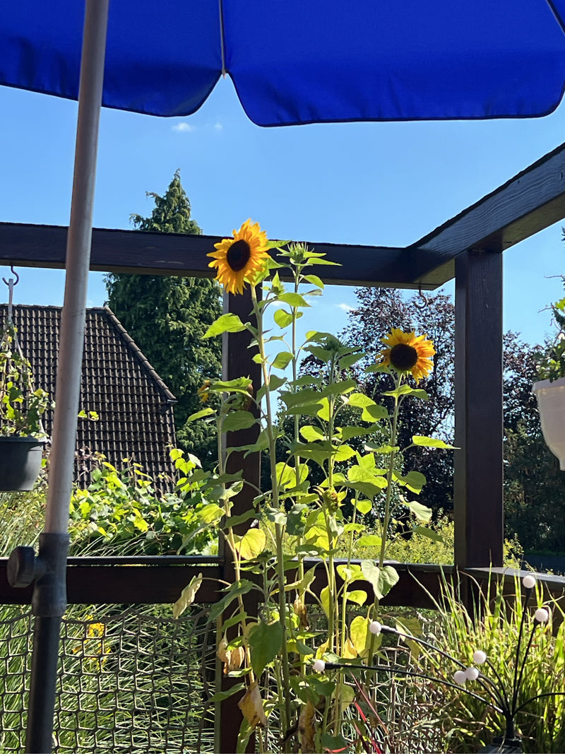 Sonnenblumen — Bild 3