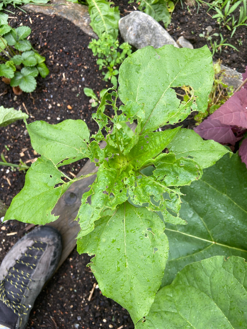 Sonnenblumen — Bild 5