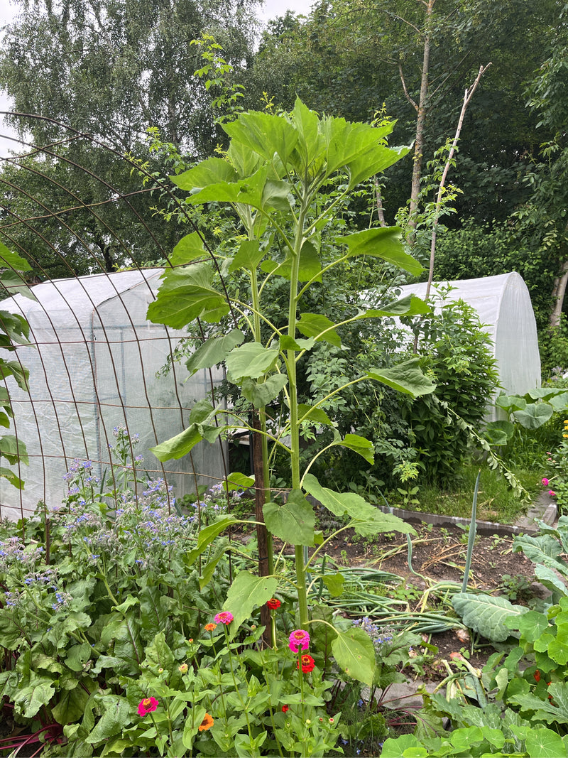 Sonnenblumen — Bild 5