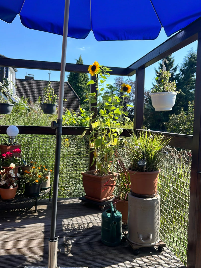 Sonnenblumen — Bild 4