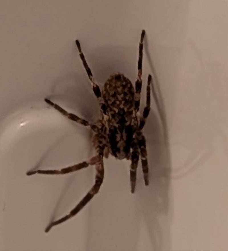 Spaltenkreuzspinne — Bild 2