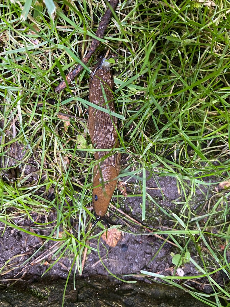 Spanische Wegschnecke — Bild 2