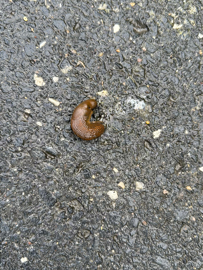 Spanische Wegschnecke — Bild 4