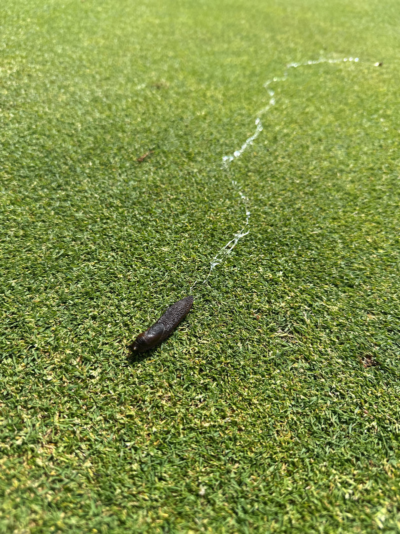 Spanische Wegschnecke — Bild 5
