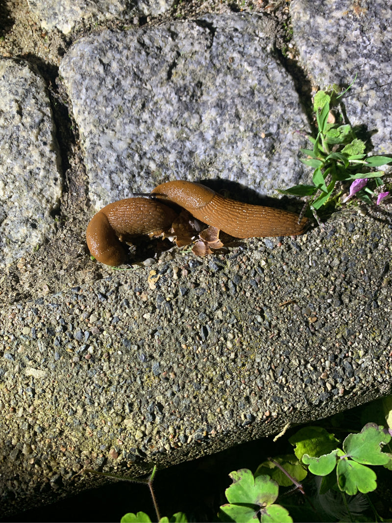 Spanische Wegschnecke — Bild 4