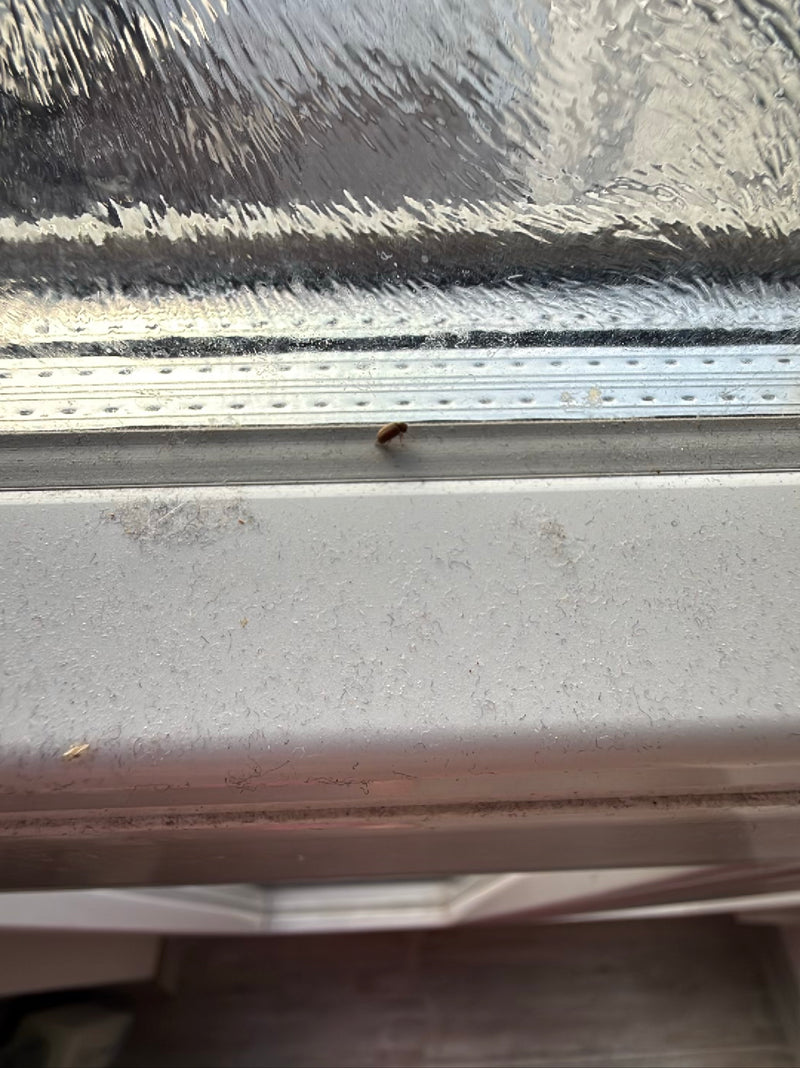 Gemeiner Speckkäfer — Bild 2