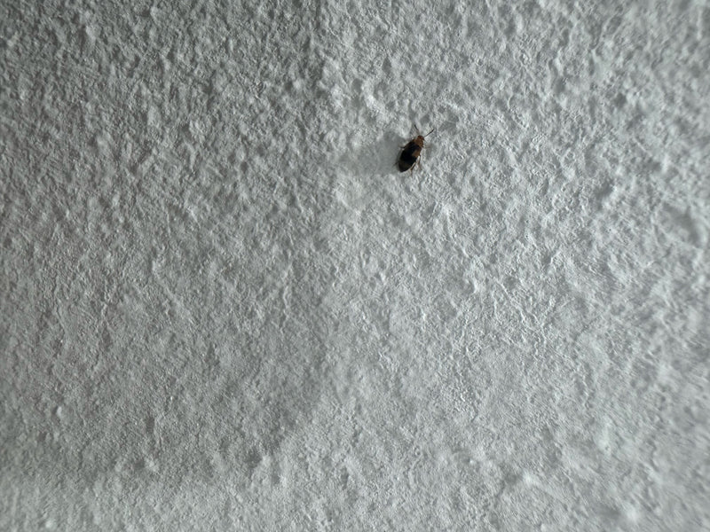 Gemeiner Speckkäfer — Bild 4