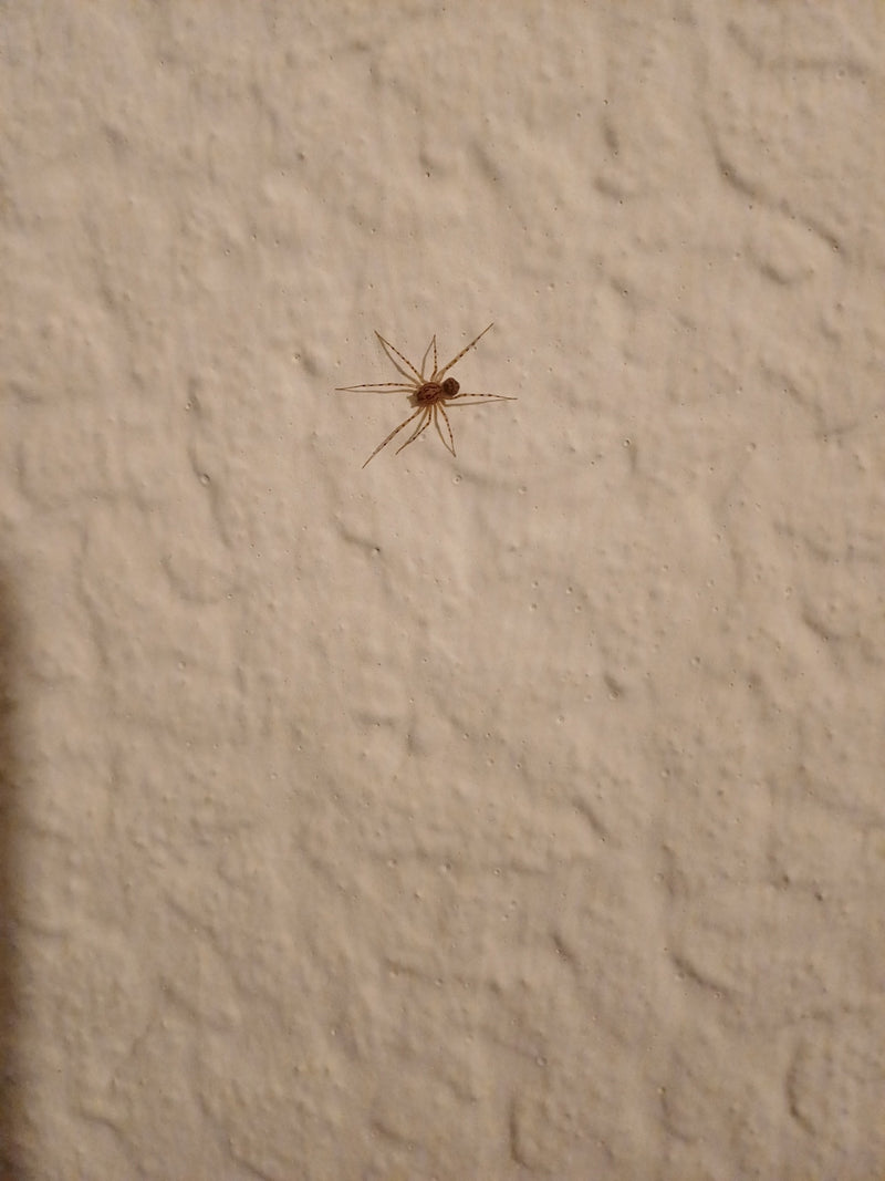 Speispinne — Bild 1