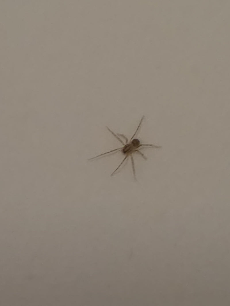 Speispinne — Bild 2