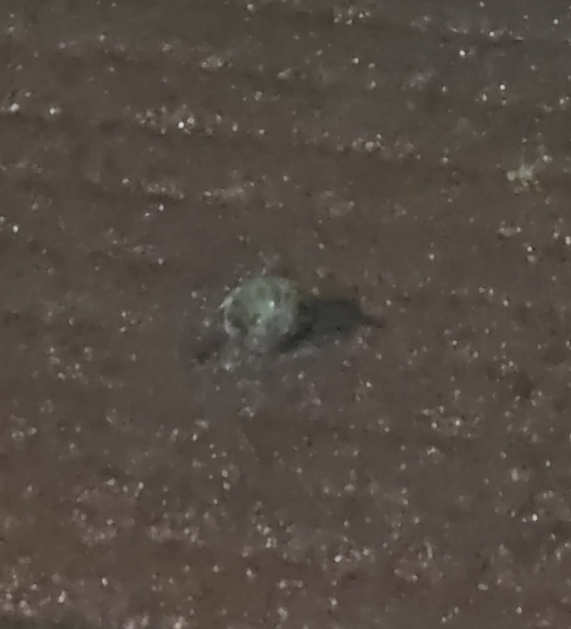 Spinnen (Ordnung Araneae) — Bild 1