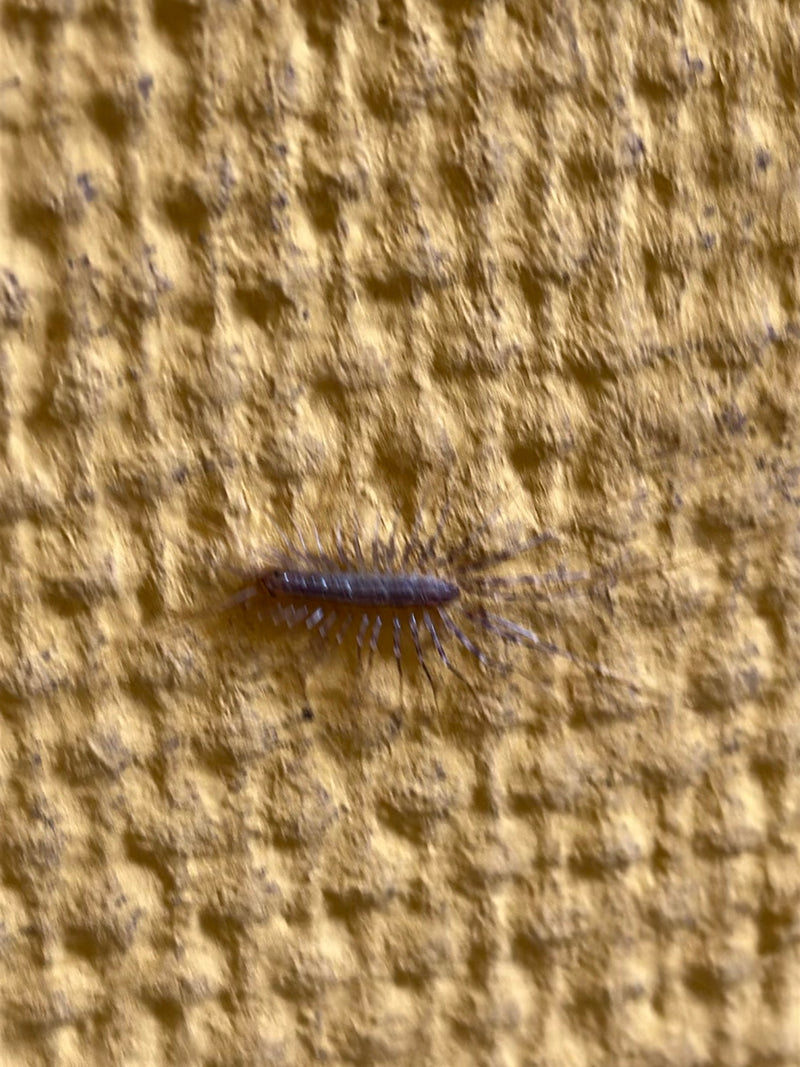 Spinnenläufer — Bild 4