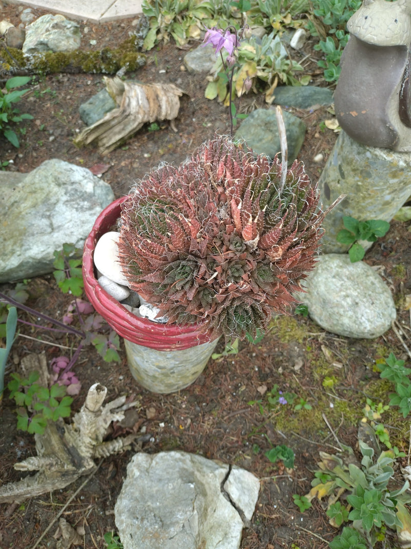 Spinnweb-Hauswurz — Bild 2
