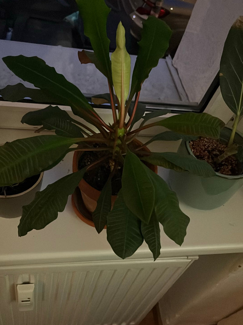 Spuckpalme — Bild 1