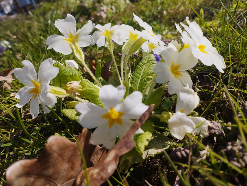 Stängellose Schlüsselblume — Bild 2