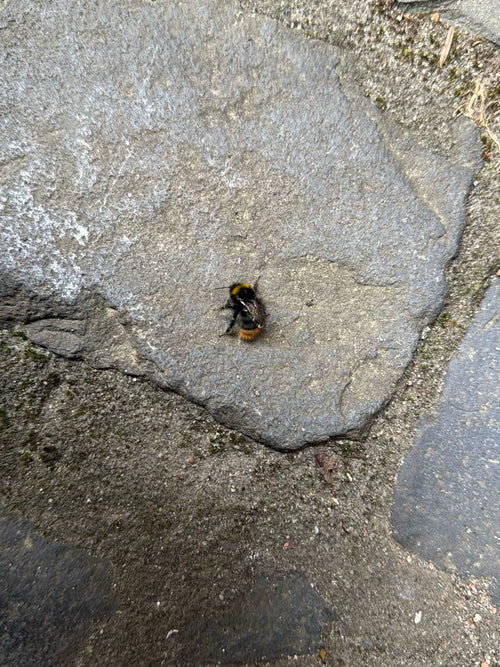Steinhummel (Bombus lapidarius) — Oberursel (Taunus), 13.05.2026