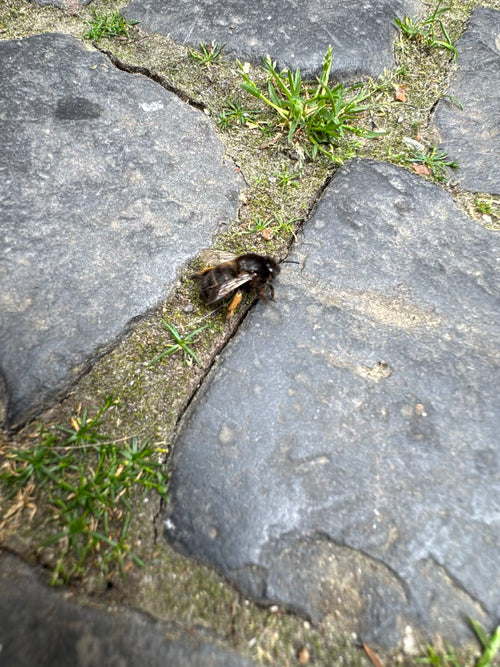 Steinhummel (Bombus lapidarius) — Oberursel (Taunus), 06.05.2026