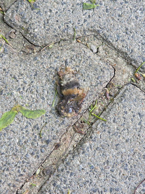 Steinhummel (Bombus lapidarius) — Oberursel (Taunus), 28.04.2026