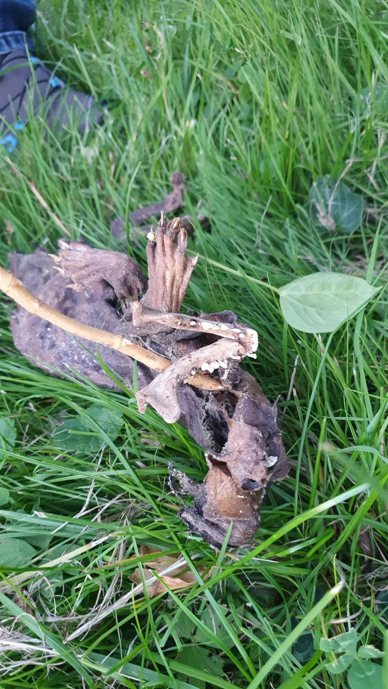 Steinmarder — Bild 2 von 57