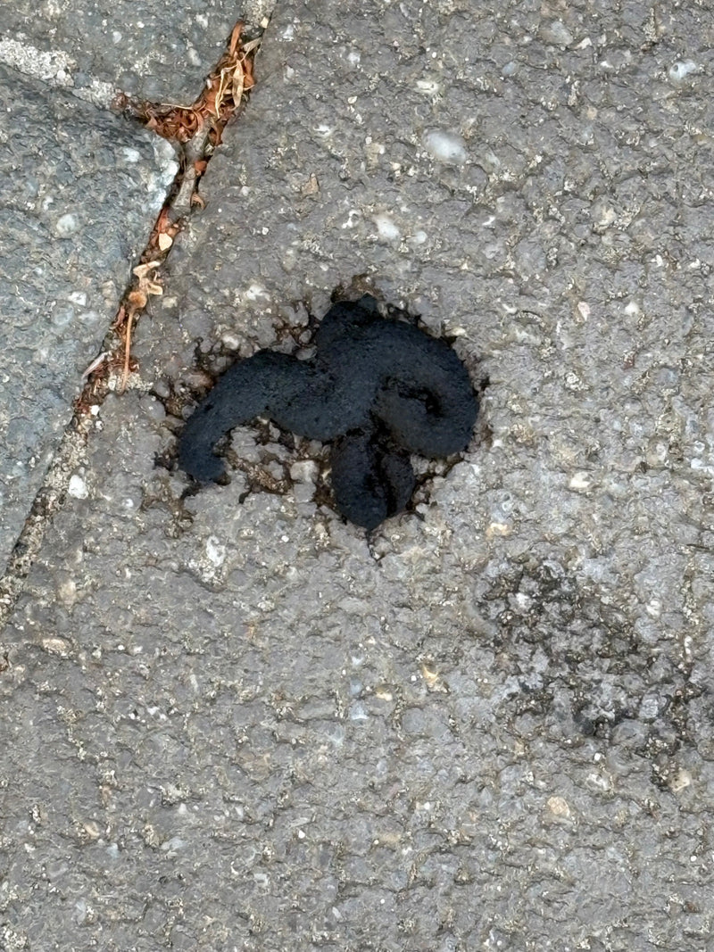 Steinmarder — Bild 3 von 57