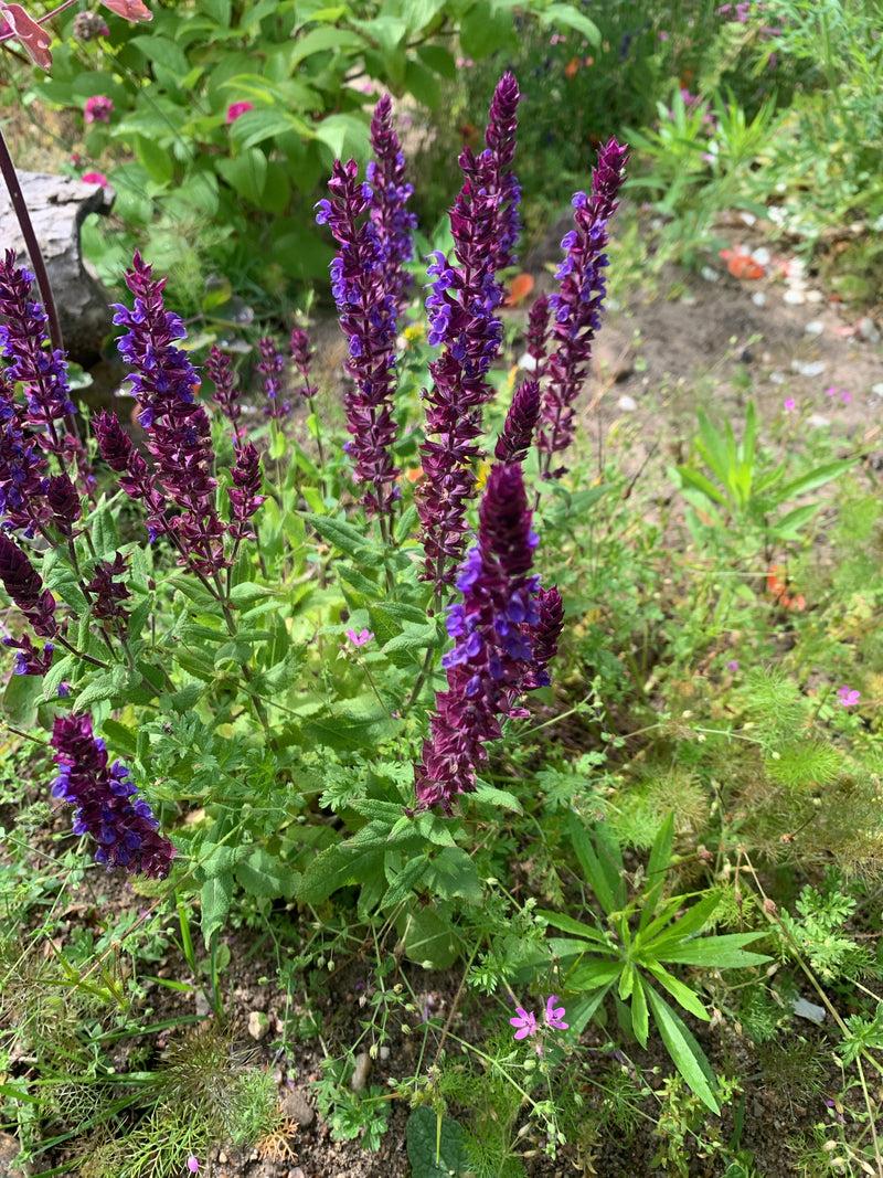 Steppen-Salbei — Bild 1