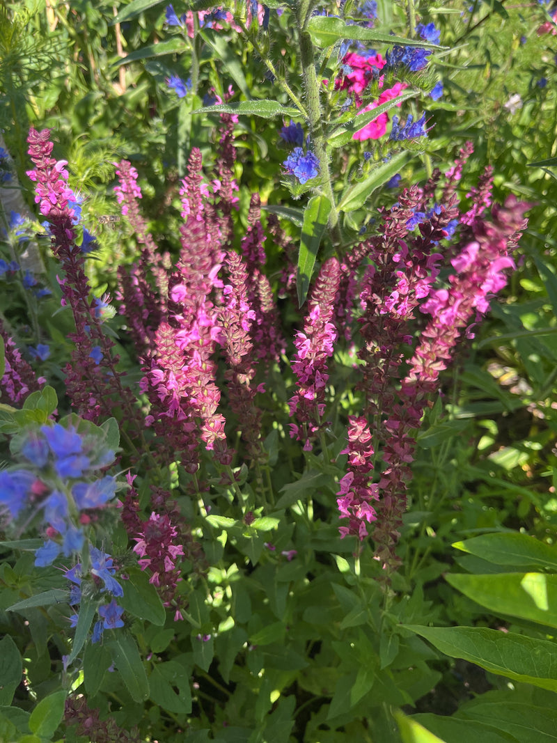 Steppen-Salbei — Bild 2