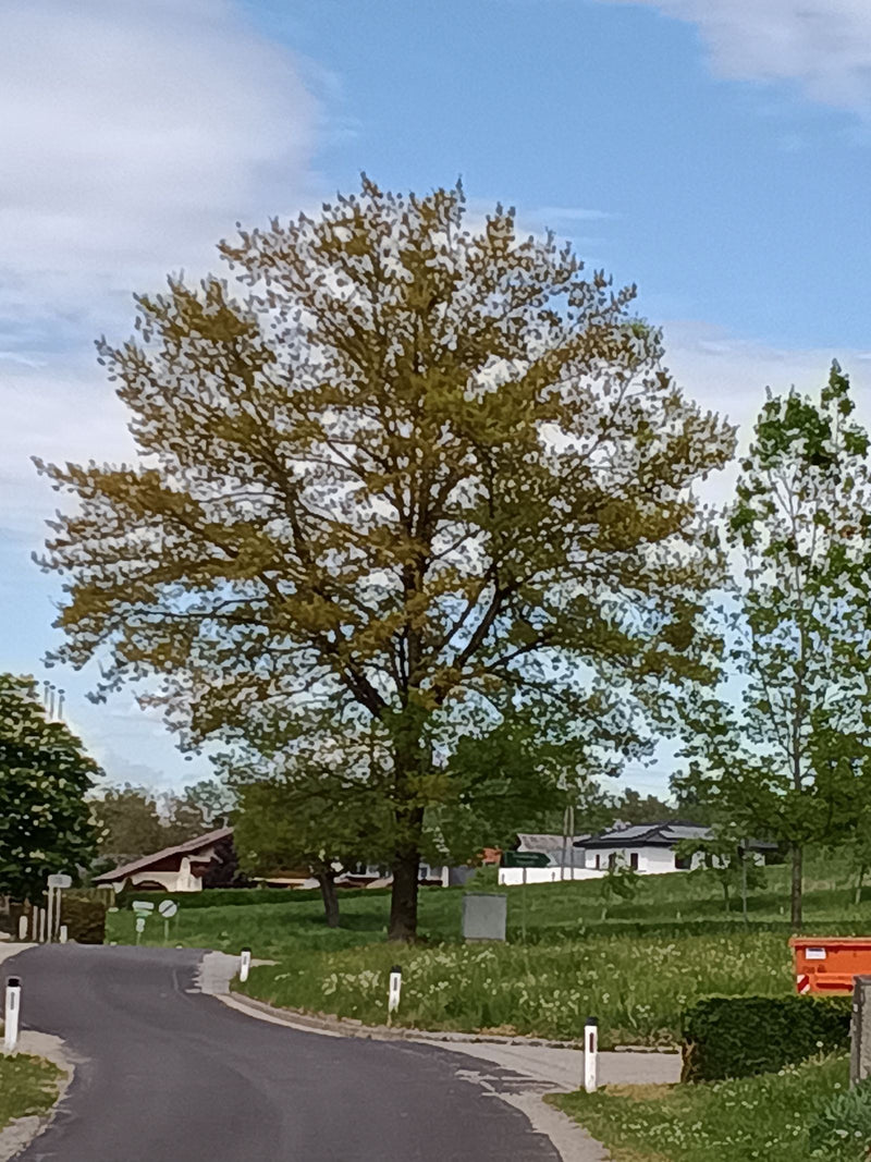Stieleiche — Bild 3