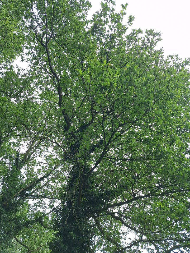 Stieleiche — Bild 4
