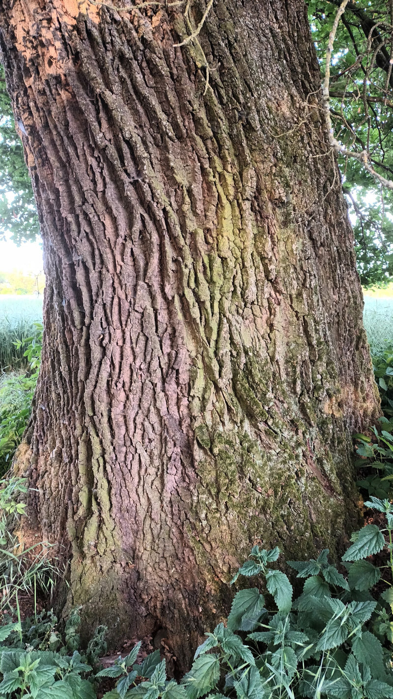 Stieleiche — Bild 2