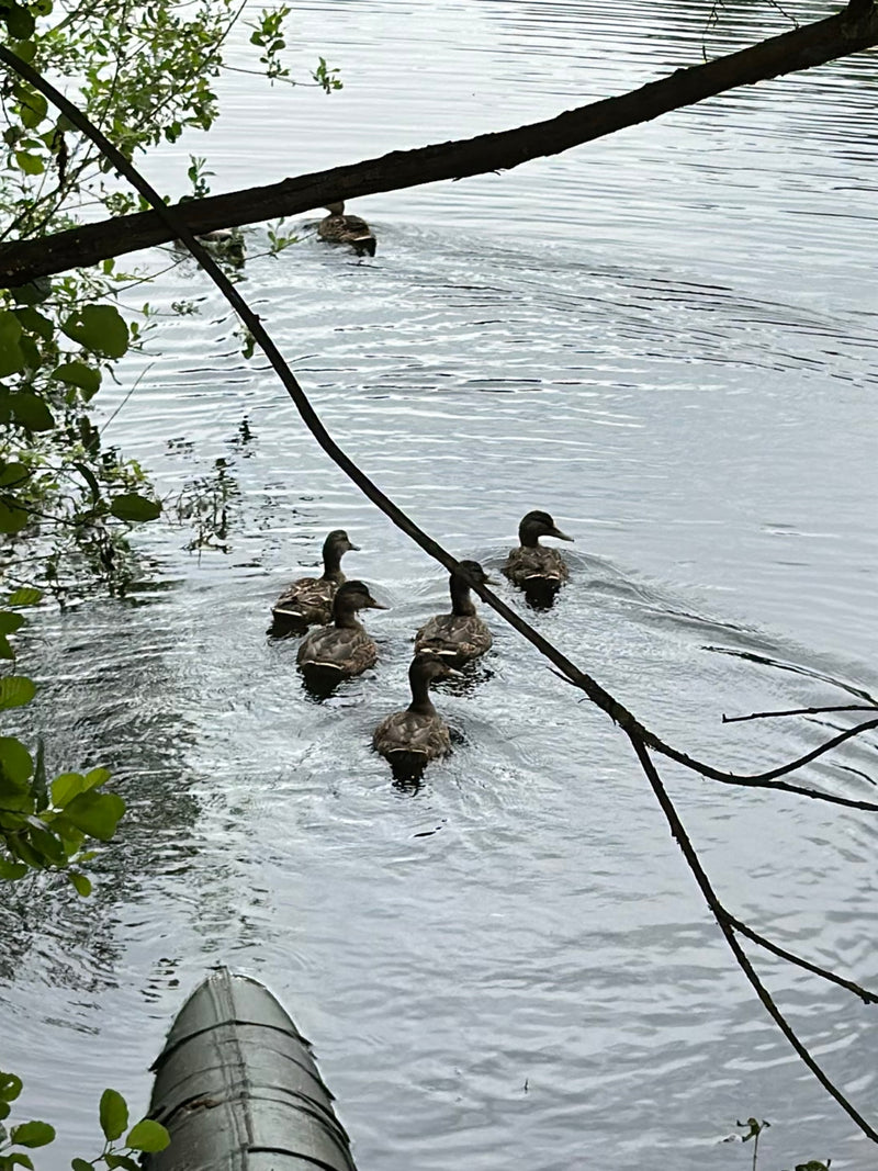 Stockente — Bild 3