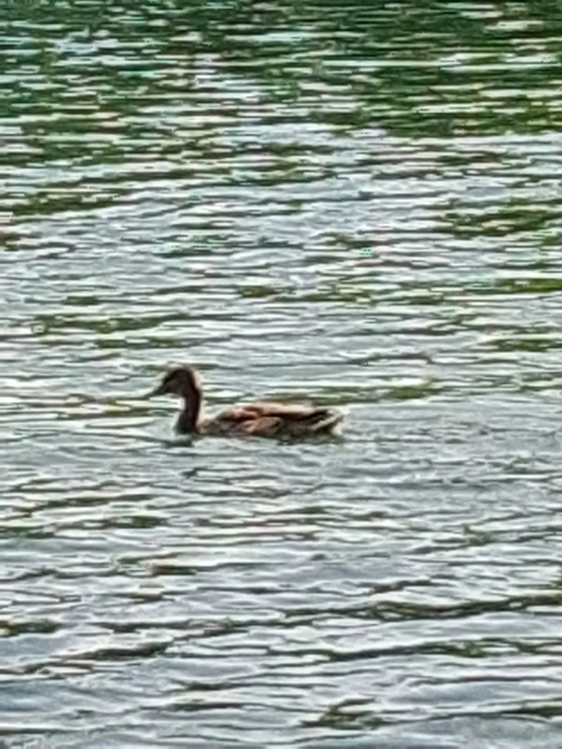 Eine junge Stockente schwimmt auf einem ruhigen Gewässer. Das Tier ist gut im Profil zu erkennen.