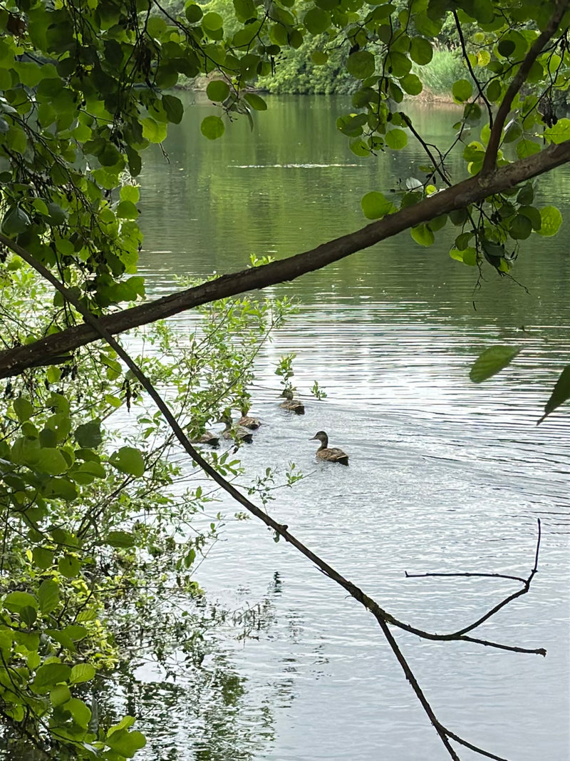 Stockente — Bild 4