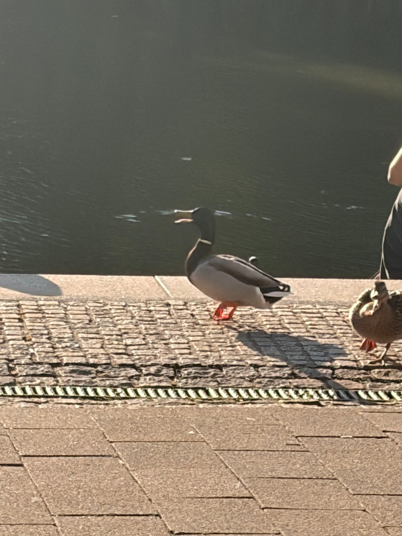 Stockente — Bild 5