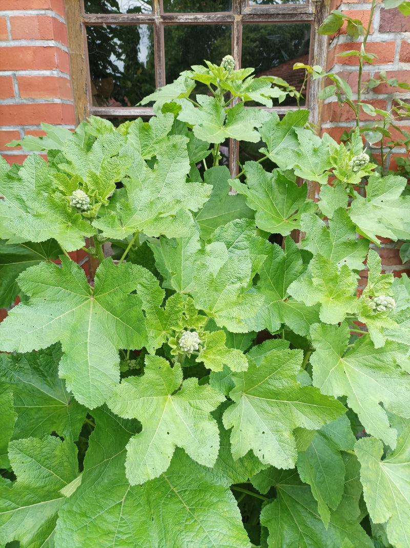 Stockrosen — Bild 2