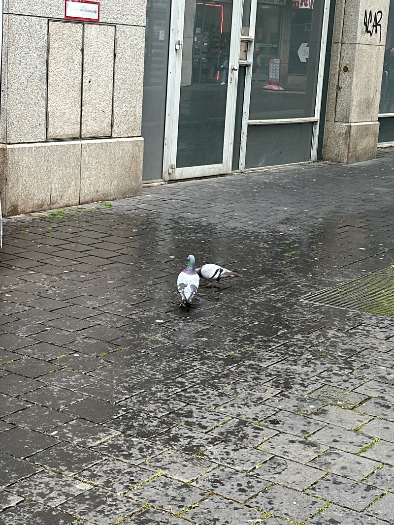 Straßentaube — Bild 5