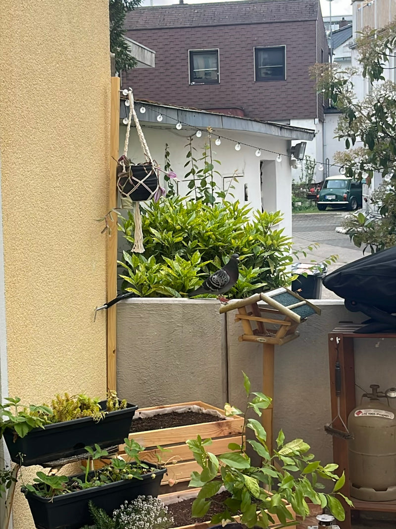 Die Straßentaube ist eine domestizierte Form der Felsentaube und in Städten weltweit verbreitet. Sie ist ein Kulturfolger, der oft in der Nähe menschlicher S...